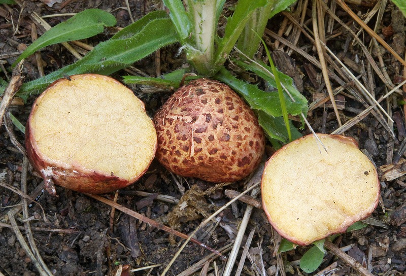 Rhizopogon roseolus